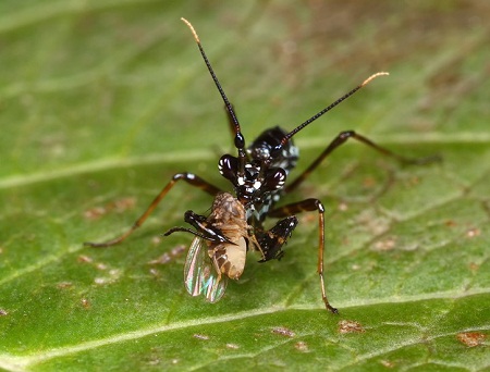 Vì[-]sao[-]chúng[-]lại[-]có[-]hình[-]dáng[-]giống[-]hệt[-]loài[-]kiến?